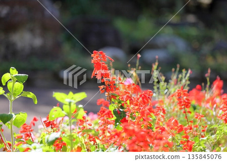 生動的丹參芨芨草花 135845076