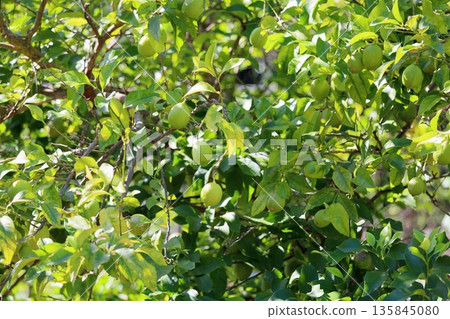 Colorful and refreshing lemon fruit Colorful and refreshing lemon fruit 135845080