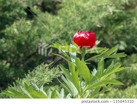 Flowers of the foreign peony, or Paeonia peregrina, in a park. Paeonia peregrina is a beautiful ornamental perennial medicinal plant with delicate red flowers, also used in gardening 135845310