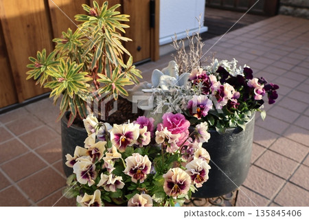 Frilled pansy planting and potting Frilled pansy planting and potting 135845406