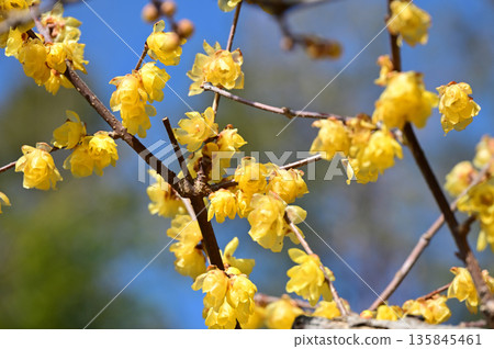 宣布春天到來的日本五香粉 135845461