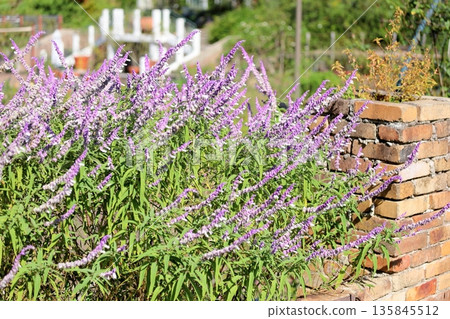 Salvia leucanser flowers Salvia leucanser flowers 135845512