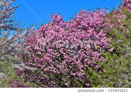 Cherry blossoms on the south side of Akagi in full bloom under a blue sky. 135845821