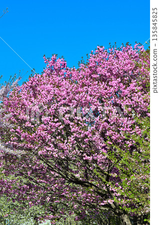 Cherry blossoms on the south side of Akagi in full bloom under a blue sky. Cherry blossoms on the south side of Akagi in full bloom under a blue sky. 135845825