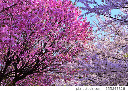 Cherry blossoms on the south side of Akagi in full bloom under a blue sky. Cherry blossoms on the south side of Akagi in full bloom under a blue sky. 135845826