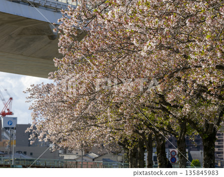 Cherry blossom trees along the Inagawa River Cherry blossom trees along the Inagawa River 135845983