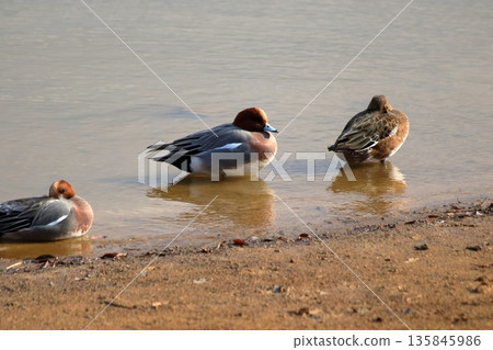 Sunshine on the shore Sunshine on the shore 135845986