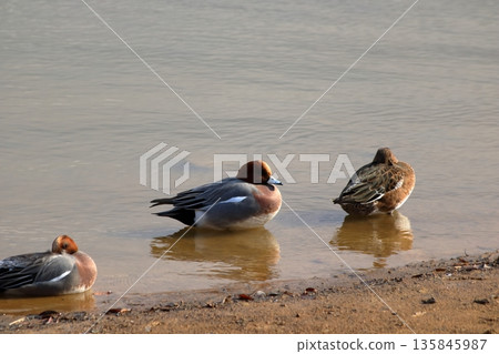 Three birds quietly preparing for winter 135845987