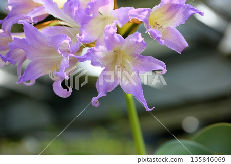 Rare blue amaryllis flower 135846069