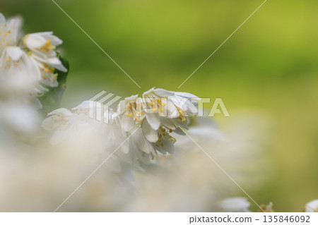 White Deutzia flowers blooming in the spring forest 135846092
