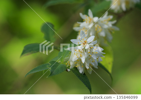 White Deutzia flowers blooming in the spring forest White Deutzia flowers blooming in the spring forest 135846099