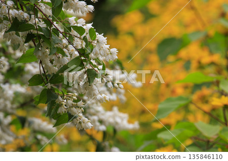 White Deutzia flowers blooming in the spring forest White Deutzia flowers blooming in the spring forest 135846110