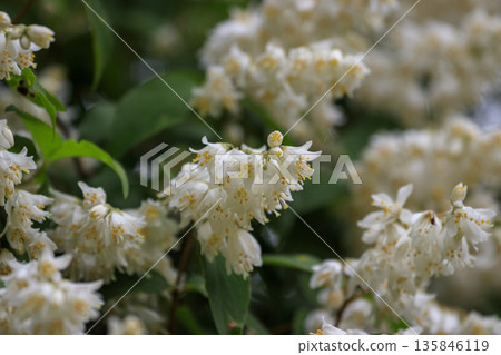 White Deutzia flowers blooming in the spring forest White Deutzia flowers blooming in the spring forest 135846119