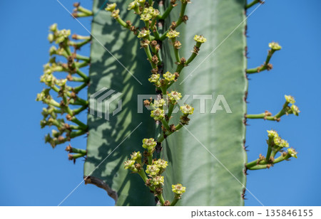 Euphorbia ingens with little flowers blooming. This succulent commonly known as giant African Candelabra tree is an easy species to grow that is suited for any well drained soil in full sun. 135846155