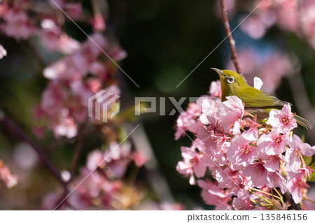 Bigeye came to Sakura Kawazu 135846156
