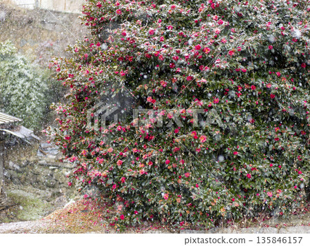 Snow and mountain flower flowers 135846157