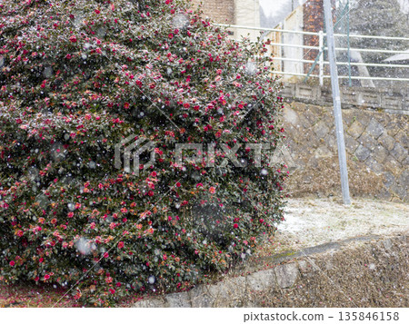 Snow and mountain flower flowers 135846158