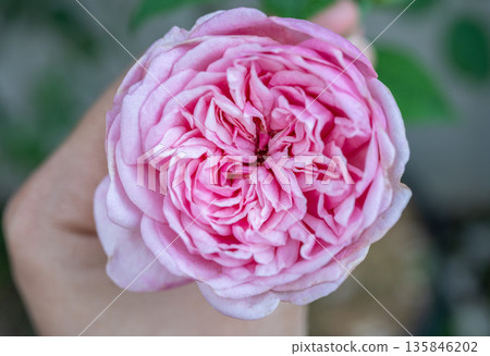 Someone hand with a fragrant pink rose blooming in the garden. Roses are best known as ornamental plants grown for their flowers in the garden and sometimes indoors. Someone hand with a fragrant pink rose blooming in the garden. Roses are best known as ornamental plants grown for their flowers in the garden and sometimes indoors. 135846202
