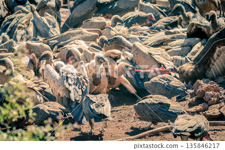 Vulture feast 135846217
