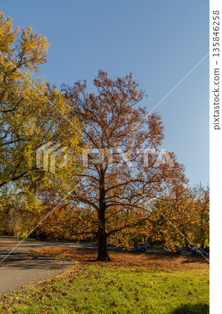 Valley Forge large tree with leaves on the ground in front of a road 135846258