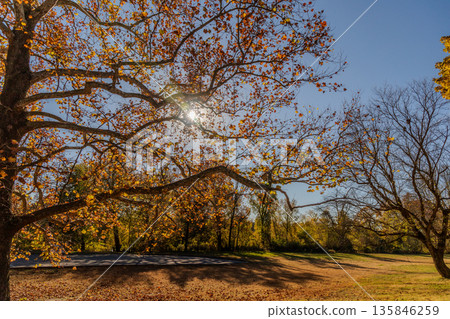 Valley Forge with tree with leaves on it is in the foreground of a field Valley Forge with tree with leaves on it is in the foreground of a field 135846259