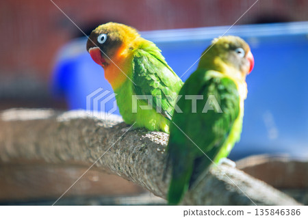 Colorful parrots in a cage at a zoo. 135846386