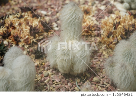 Beautiful White Cactus Plant Mammillaria Bocasana 135846421