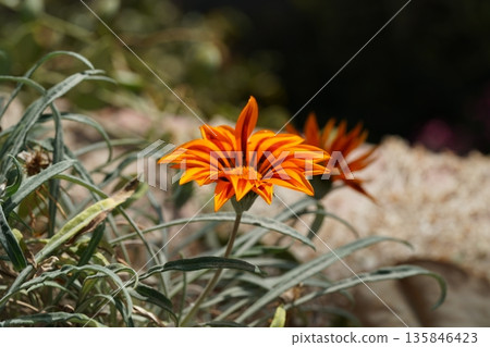 Gazania Flower Close Up Orange and Black Striped Petals 135846423