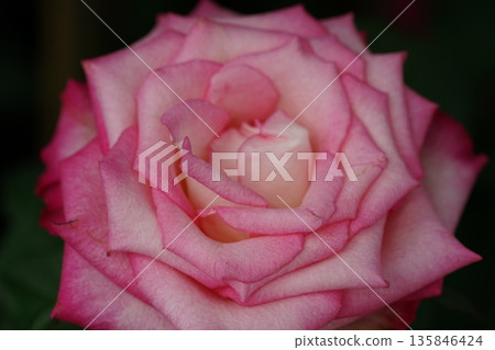 Pink and White Rose Blossom Close Up Macro Photography Pink and White Rose Blossom Close Up Macro Photography 135846424