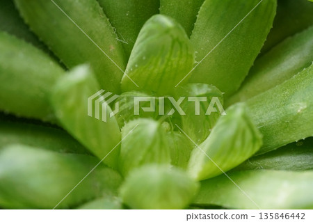 Beautiful Haworthia Cooperi Succulent Green Plant Details Beautiful Haworthia Cooperi Succulent Green Plant Details 135846442
