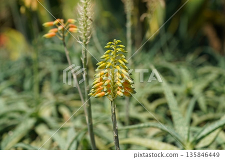 Aloe Vera Flowers in Bloom Close Up View Aloe Vera Flowers in Bloom Close Up View 135846449