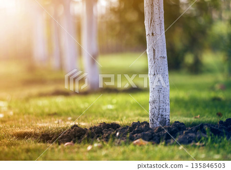 Whitewashed bark of tree growing in sunny orchard garden on blurred green copy space background. Whitewashed bark of tree growing in sunny orchard garden on blurred green copy space background. 135846503