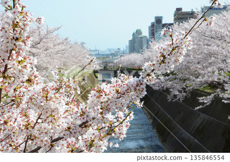 生田川沿岸和神戶市的櫻花樹 135846554