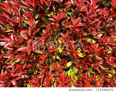 一張紅知更鳥樹籬的特寫照片，它新生的春芽呈現出鮮豔的紅色，與綠色的葉子形成鮮明對比。 135846670