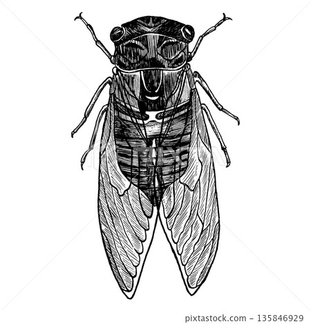 Cicadidae cicada insect animal sketch engraving vector illustration. Black and white hand drawing. For print design 135846929