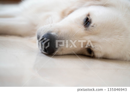 Golden retriever sleeping on the floor at home/Relaxed life with a dog 135846943