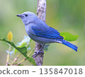 Blue-Gray Tanager perched on a branch tree with green background in Monteverde forest, Costa Rica 135847018