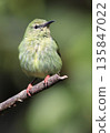 Small green bird in Monteverde, Costa Rica 135847022