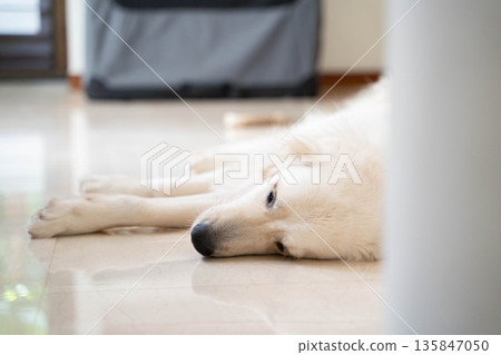 Golden retriever sleeping on the floor at home/Relaxed life with a dog Golden retriever sleeping on the floor at home/Relaxed life with a dog 135847050
