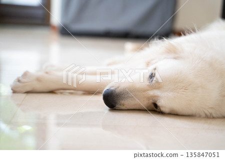 Golden retriever sleeping on the floor at home/Relaxed life with a dog Golden retriever sleeping on the floor at home/Relaxed life with a dog 135847051