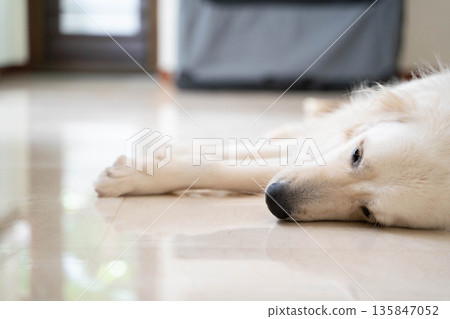 Golden retriever sleeping on the floor at home/Relaxed life with a dog 135847052