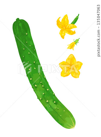 Fresh cucumber illustration Fresh cucumber illustration 135847063