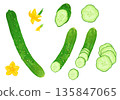 Fresh cucumber cross section illustration 135847065
