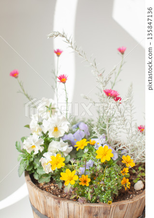 Early spring plantings in wooden pots 135847136