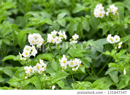 Potato flowers Potato flowers 135847347