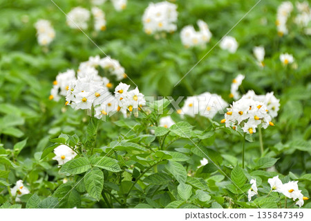 馬鈴薯花 馬鈴薯花 135847349
