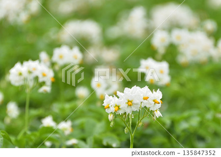 Potato flowers Potato flowers 135847352