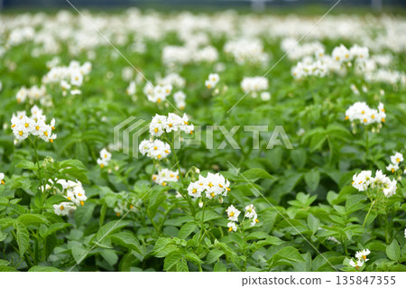 馬鈴薯花 馬鈴薯花 135847355