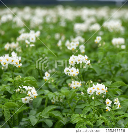 馬鈴薯花 馬鈴薯花 135847356