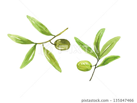 水彩橄欖 135847466